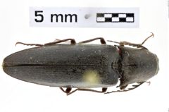 Foto (Dorsalansicht) von Orthostethus pectinicornis (NHMW-ZOO-COL-0010585)